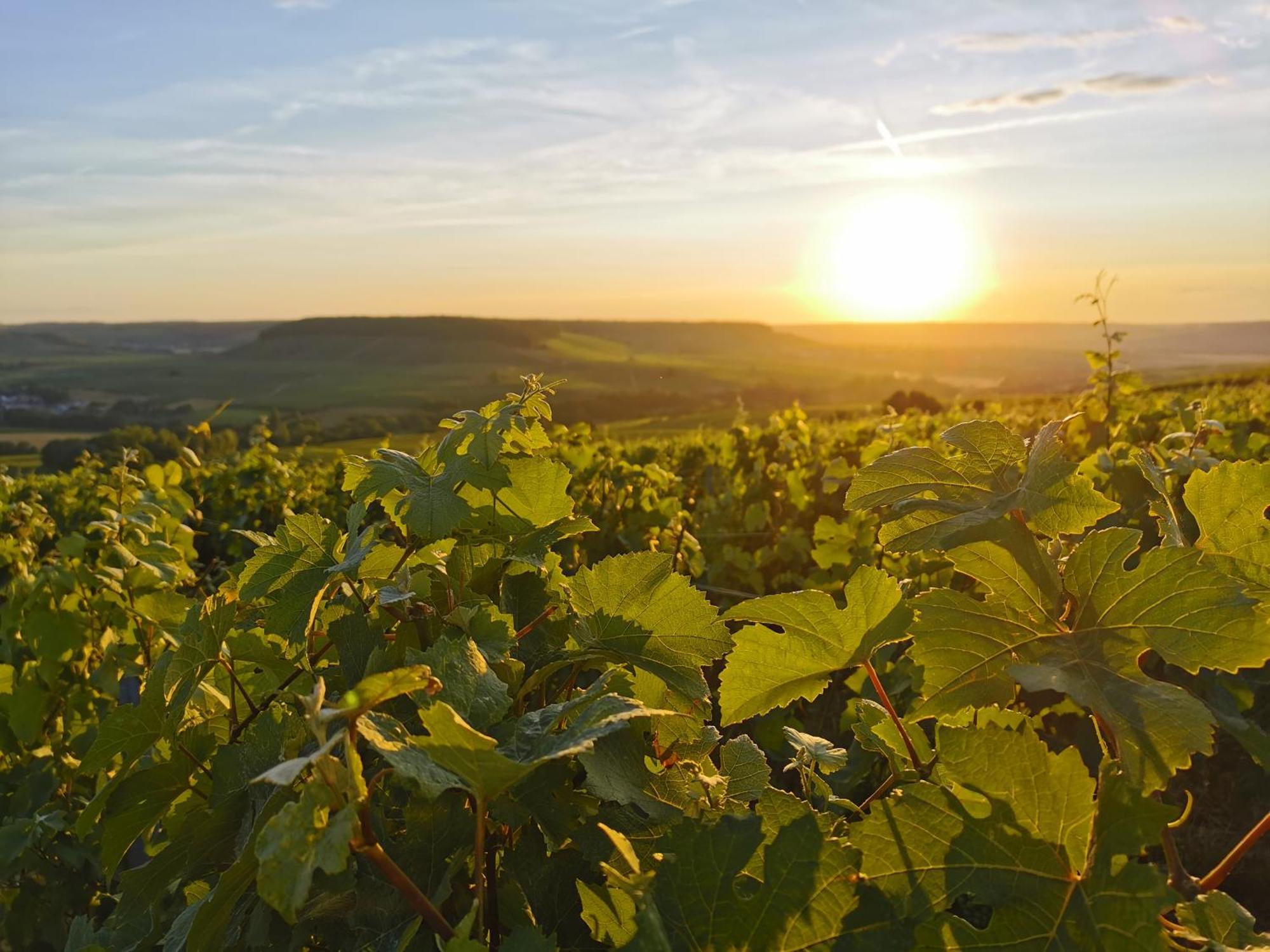 Hostellerie Briqueterie & Spa Champagne Vinay  Exterior photo Vineyards in the Moselle region